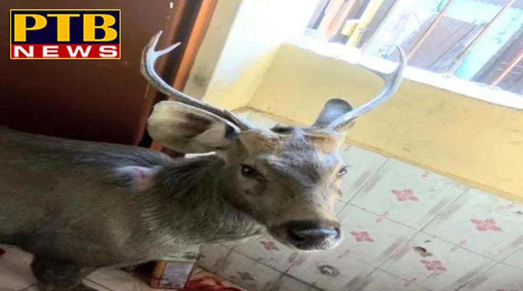 PTB News shimla sambar dear entered in the gsss baluganj shimla himachal