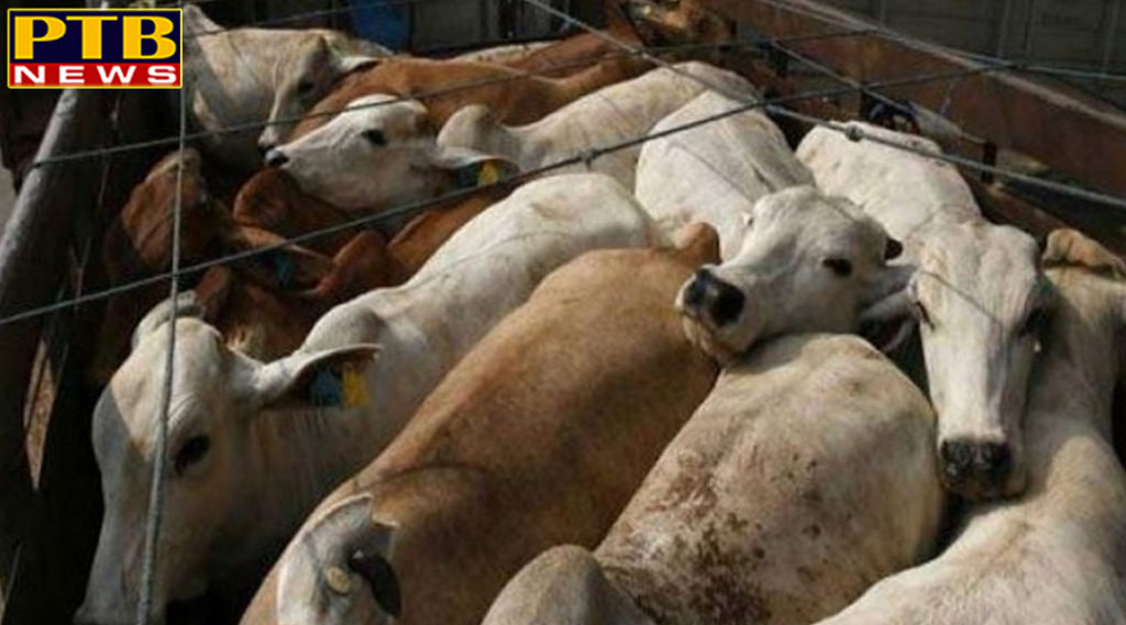 PTB Big Breaking News india news at least 44 people killed in crime related to cow in last three years PTB Big Breaking News