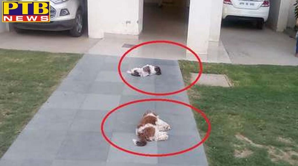 PTB Big Breaking News haryana gurgaon iraqi citizen killed two dogs by throwing from 8th floor