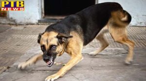 chandigarh dog bite in panchkula stray dog bites four year old girl child