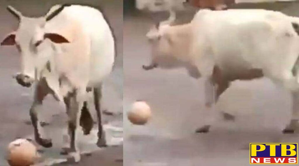 PTB Big Breaking News cow plays football viral video