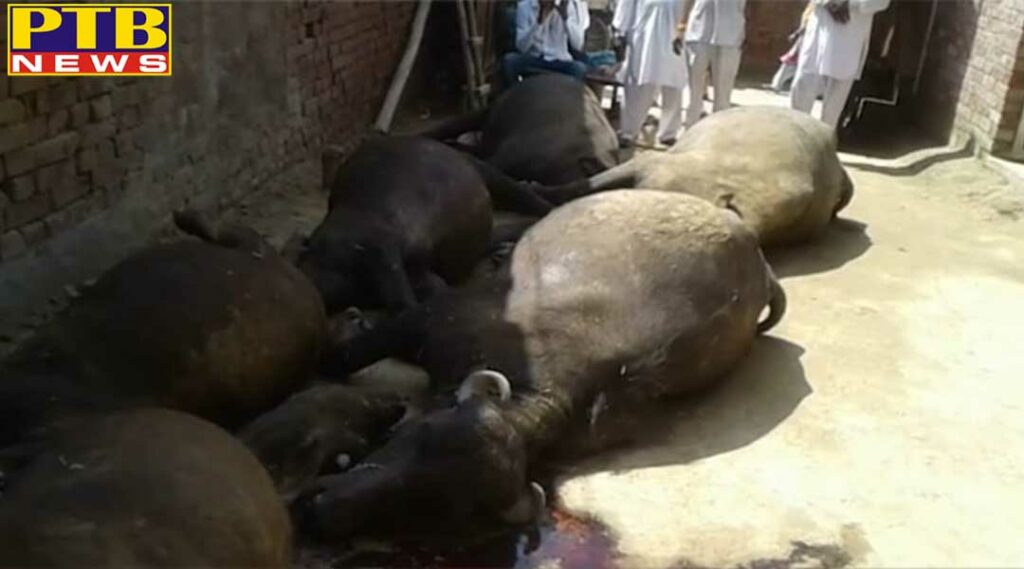 punjab 12 cattle dies roof collapsed in bathinda