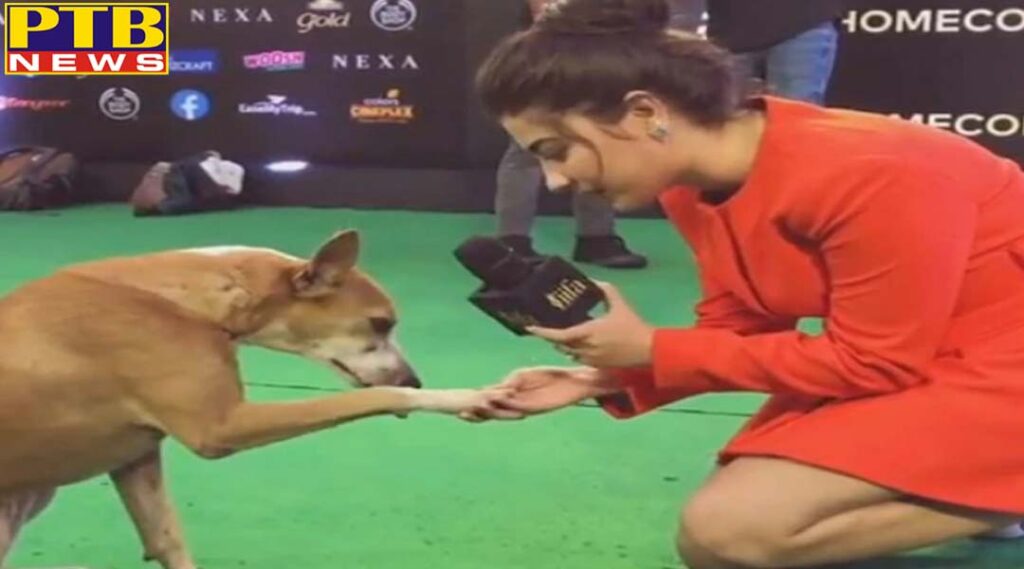 Dog's anchor interviewed at IIFA Awards 2019 video viral