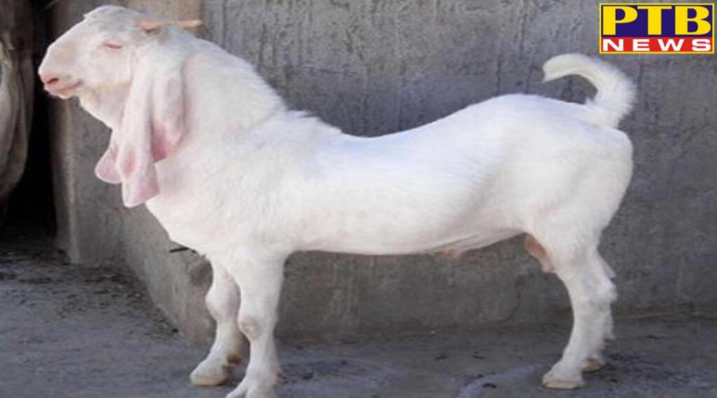 National goat s death causes rs 68 crore loss to mahanadi coalfield