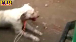 dog was beaten with poles and then thrown down the roof Ludhiana Punjab
