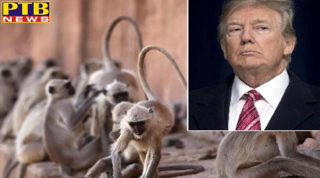 langurs will also be deployed under the protection of president trump in agra know the reason India