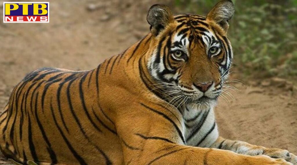 instructions to caution country zoos after tiger found corona infected in New York Zoo