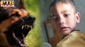 dog kills children in amritsar Village warpal Punjab