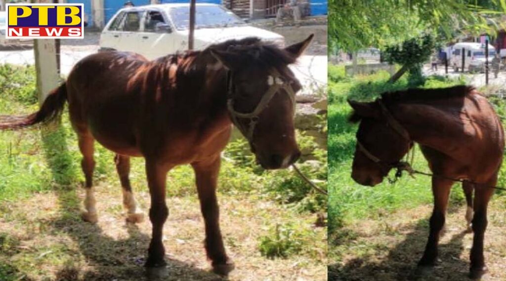 Horse returned from Kashmir also got corona virus Administration quarantined horse including owner Jammu Rajouri PTB Big Breaking news