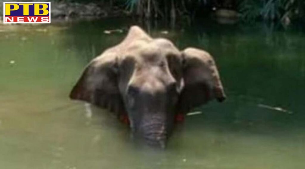 Pregnant Elephant Killing In Kerala First Arrest