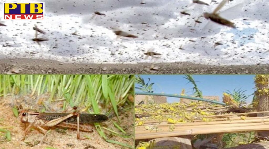 locust party attacked in bahk khas village of fazilka Punjab