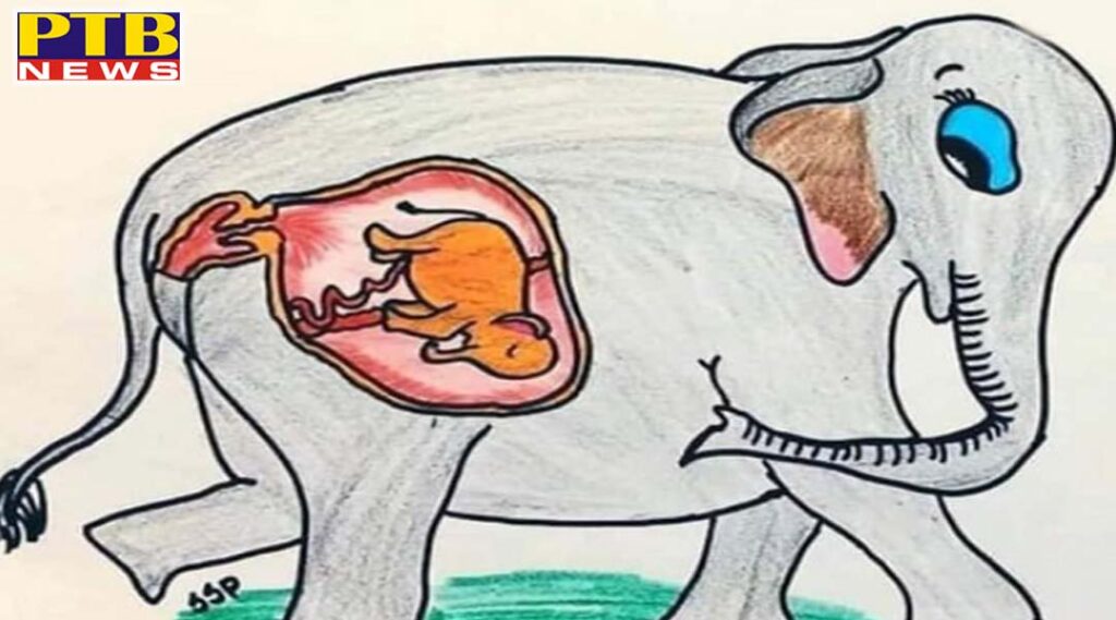 Maneka Gandhi targets Rahul Gandhi over female elephant death in Kerala, asks - why not take any action