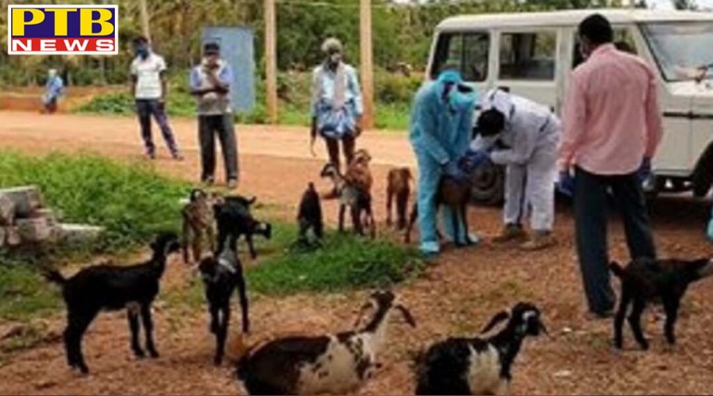 50 goat and sheep quarantined after shepard was found corona positive in karnataka