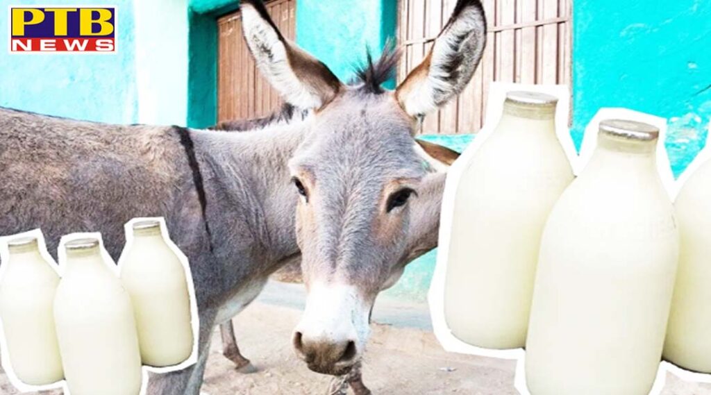 dairy of donkey milk will start for the first time in the country the price of rs 7000 a liter these are the benefits PTB Big Breaking news