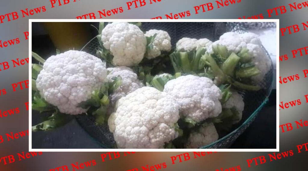 District Gurdaspur of Punjab is the largest producer of cabbage Punjab