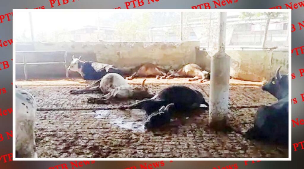 panchkula is a heart wrenching event 80 cows are in a critical condition after consuming poisonous fodder Punjab 