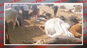 panchkula is a heart wrenching event 80 cows are in a critical condition after consuming poisonous fodder