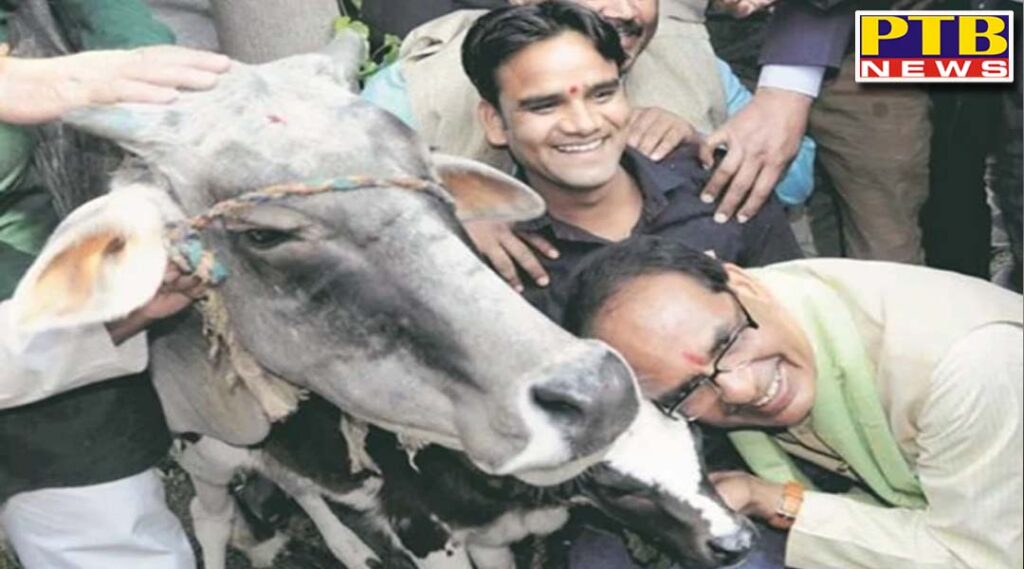 madhya pradesh shivraj govt decides to form cow cabinet for protection of cows in state first meeting will be on 22nd november