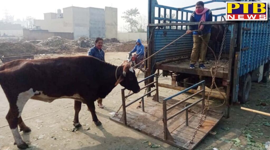 administration started a campaign to help Jalandhar residents get rid of the problem of destitute animals