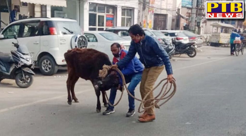 administration started a campaign to help Jalandhar residents get rid of the problem of destitute animals
