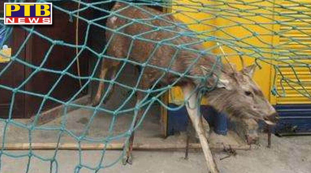 jalandhar city swamp deer enters population area in jalandhar people in panic Punjab