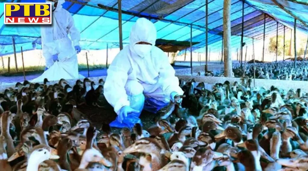 bird flu alert in states chicken eggs safe know about precautions expert india