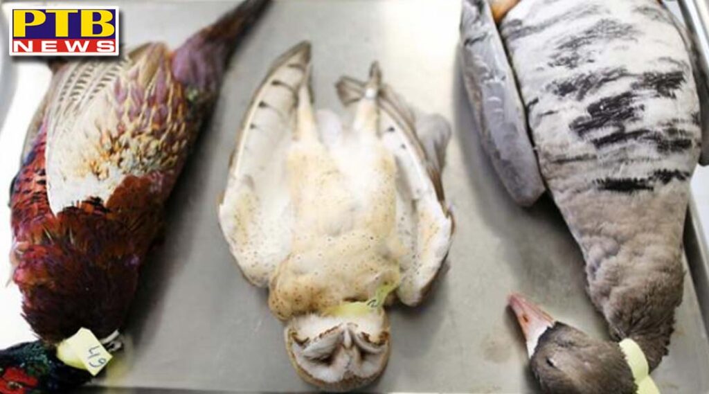 bird flu alert in states chicken eggs safe know about precautions expert india