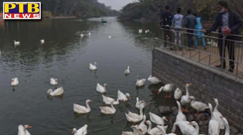 bird flu in uttar pradesh lucknow zoo bird section closed kanpur zoo culling