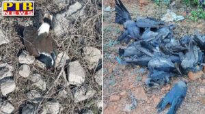 bird flu in india himachal rajasthan mp kerala gujarat many states alert Punjab