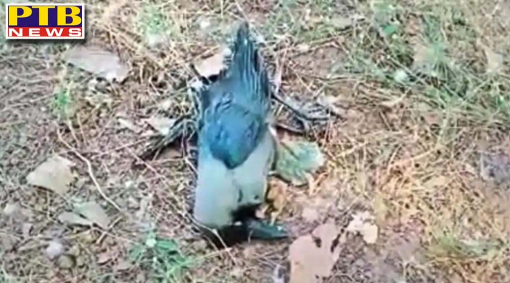 bird flu in india himachal rajasthan mp kerala gujarat many states alert Punjab