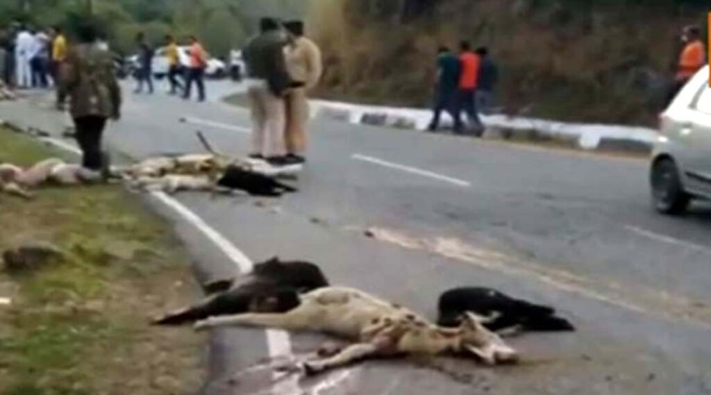 high speed truck crushed 32 sheep tragic accident on ranital lange road Himachal Pradesh Jawali Nagrota Suri HP