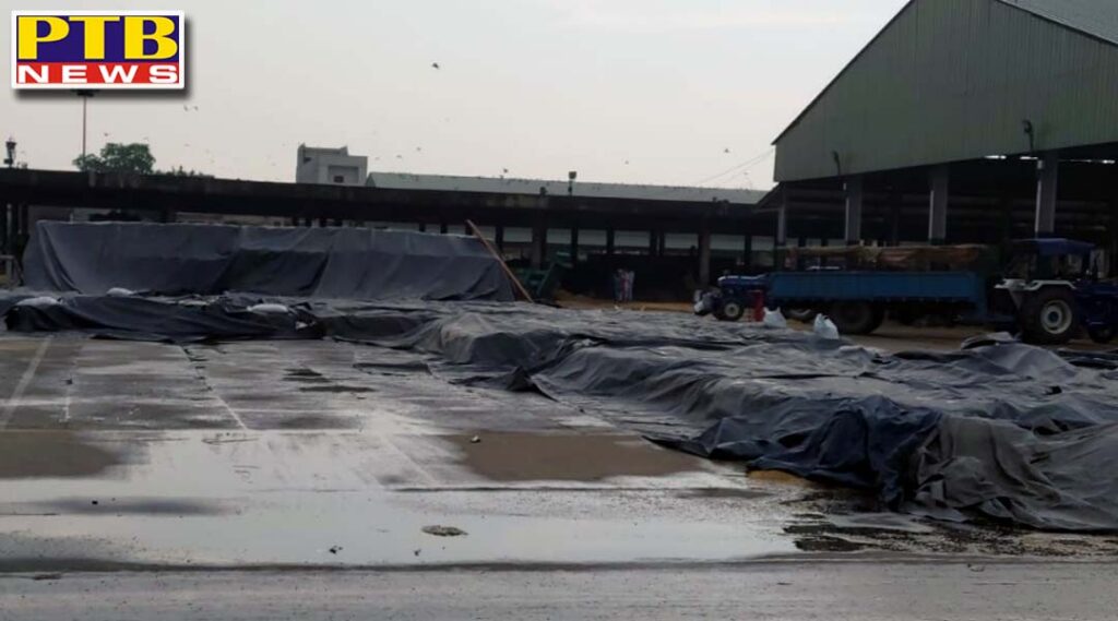 As inclement weather hits District Administration Ghanshyam Thori ensures safety of farmers golden grains from rain Provides Tarpaulins at all purchase centers to cover heaps of wheat Jalandhar