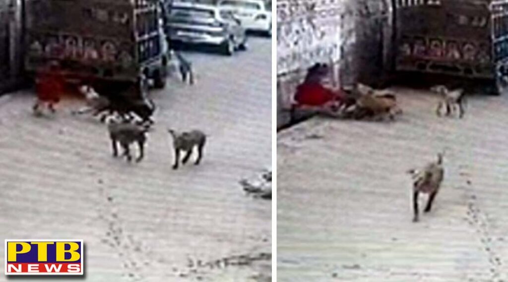 dogs attacked innocent child up shocking video goes viral aligarh Uttar Pradesh
