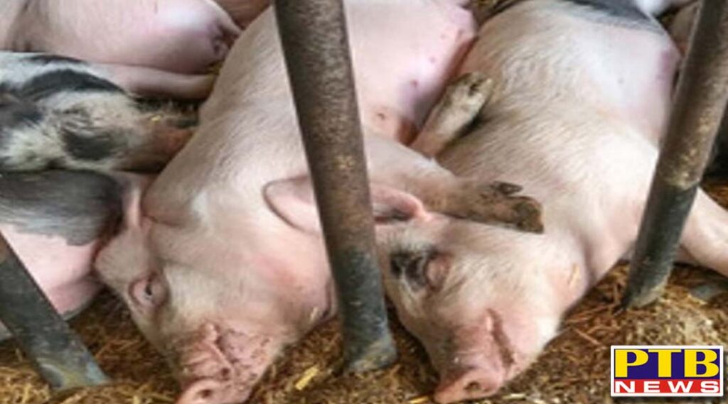 pigs die in mizoram village panic over asf suspicion Mizoram