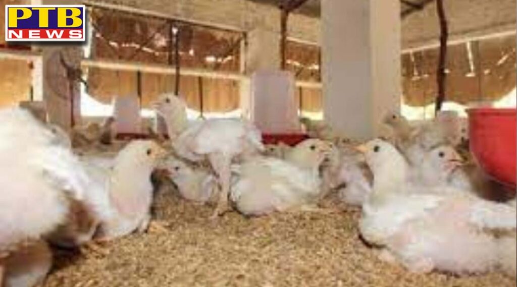 bird flu in pathankot punjab 5 chickens in pathankot ordered to kill hundreds after infection confirmed 120 other pet birds were also buried