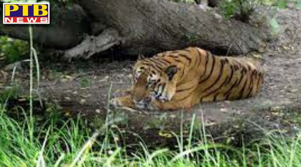 corona effect chhatbir zoo closed for people till 31 may due to 8 lions being infected in hyderabad PTB Big Breaking news