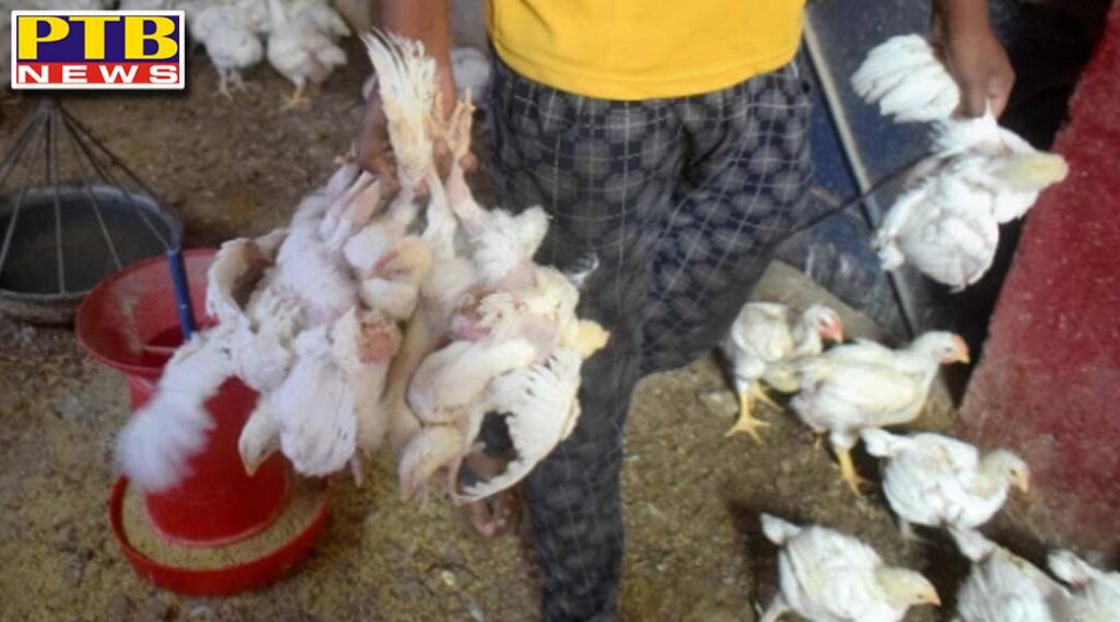 bird flu entry in punjab via suba singh poultry farm of ludhiana committee formed after report of bhopal lab Punjab