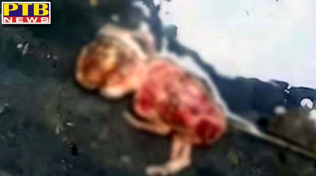 virgin mother threw the two and a half month old embryo into the dirty drain when she took it out the insects were eating Jalandhar gorayan