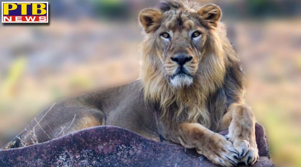 genome sequencing finds 4 lions infected by covid delta variant in tamil nadu