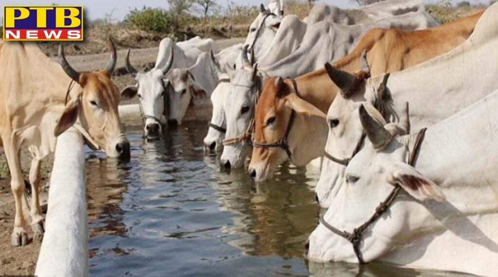 Big news from Punjab killing cows and throwing organs into the canal