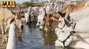 Big news from Punjab killing cows and throwing organs into the canal