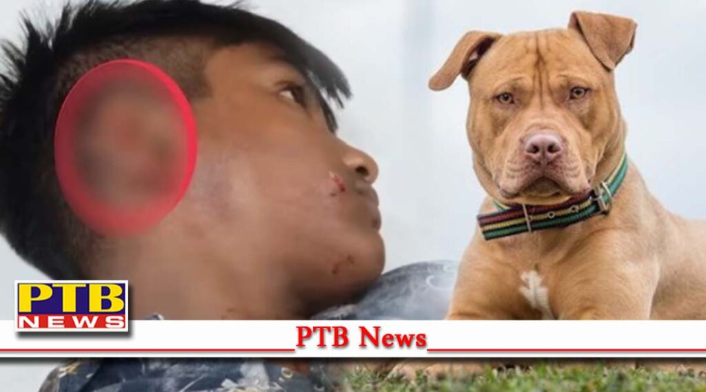 punjab pitbull dog bites ear boy in village kotli bham singh batala Punjab
