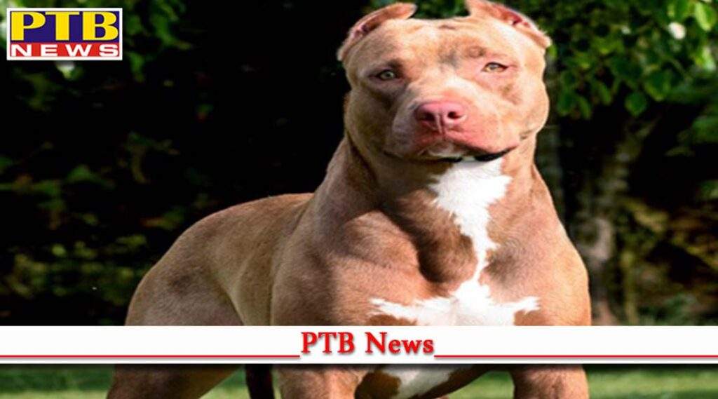 pitbull dog thrashed 2 girls badly kaniyawali jalandhar condition critical