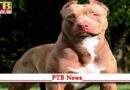 pitbull dog thrashed 2 girls badly kaniyawali jalandhar condition critical