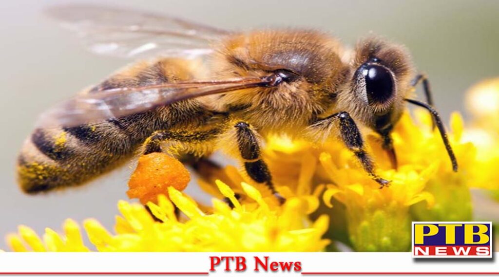 about 7 people including the groom were stung bees the procession was going himachal from mukerian PTB Big News