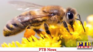 about 7 people including the groom were stung bees the procession was going himachal from mukerian PTB Big News