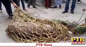 jalandhar rainak bazar kadeshah chowk forest department employees caught help local people PTB Big Breaking News