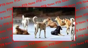 mischievous elements gave poison stray dogs khanna more than 20 died Punjab Ludhiana PTB Big Breaking News