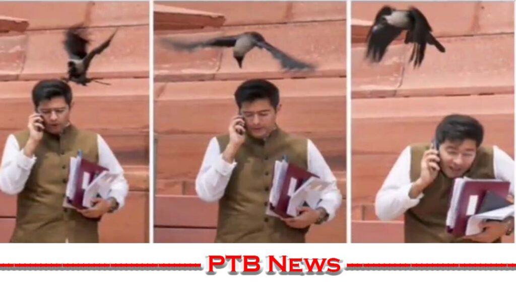 the-crow-beaked-head-of-the-aam-aadmi-party-mp-raghav-chadha-bjp-party-said-the-crow-bitten-the-lie-had-only-heard-till-now-and-video-viral-trolled