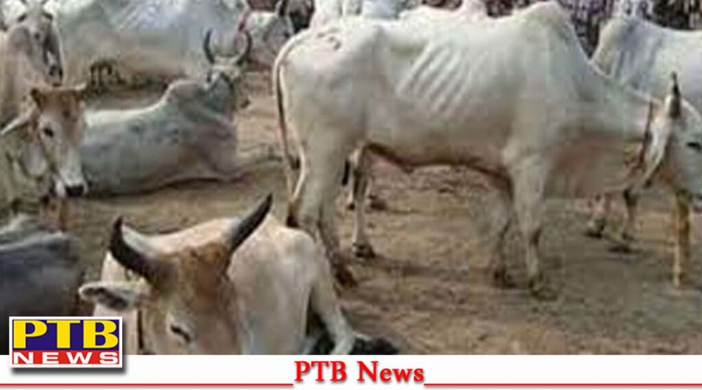 jalandhar-police-hindu-organizations-worker-jointly-caught-illegal-beef-packing-unit-closed-neha-toka-factory-big-crime-news